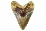 Serrated, Colorful, Fossil Megalodon Tooth - Indonesia #279217-1